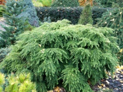 Tsuga Canadensis 'Jeddeloh', Zwerg-Hemlocktanne -Gartenausstattergeschäft tsuga jeddeloh strauch 1280x1280