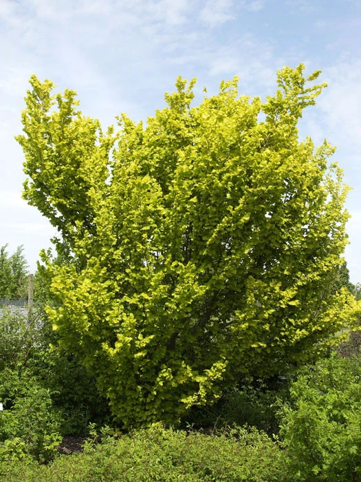 Ulmus carpinifolia 'Wredei', Goldulme Ulmus Carpinifolia 'Wredei', Goldulme -Gartenausstattergeschäft ulmus hollandica