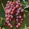 Kernlose Tafeltraube Vanessa (Syn. Rose Dream)