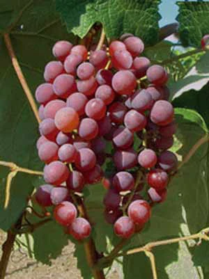 kernlose Tafeltraube Vanessa (Syn. Rose Dream) Kernlose Tafeltraube Vanessa (Syn. Rose Dream) -Gartenausstattergeschäft