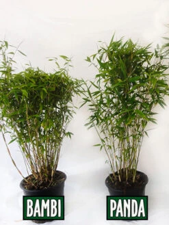 Fargesia Murielae 'Panda', Schirmbambus -Gartenausstattergeschäft vergleich bambus panda bamb5a30ecb28375a 1280x1280