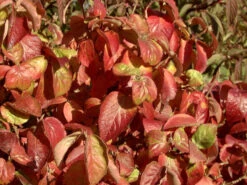 Viburnum Carlesii 'Aurora', Wohlriechender Schneeball 2 Viburnum Carlesii 'Aurora', Wohlriechender Schneeball -Gartenausstattergeschäft viburnum aurora herbst 1280x1280