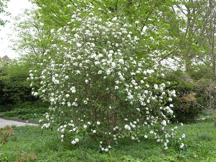 Viburnum burkwoodii, Oster-Schneeball Viburnum Burkwoodii, Oster-Schneeball -Gartenausstattergeschäft viburnum