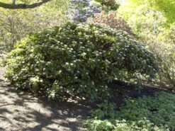 Viburnum Davidii, Kissenschneeball -Gartenausstattergeschäft viburnum davidii 1280x1280