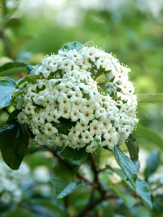 Viburnum 'Eskimo' Großblumiger, Duft-Schneeball Viburnum 'Eskimo' Großblumiger, Duft-Schneeball -Gartenausstattergeschäft viburnum eskimo