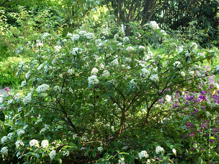Viburnum 'Eskimo' Großblumiger, Duft-Schneeball Viburnum 'Eskimo' Großblumiger, Duft-Schneeball -Gartenausstattergeschäft viburnum