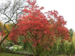 Viburnum Opulus 'Roseum', Echter Schneeball -Gartenausstattergeschäft viburnum roseum55599e9c5d844 1280x1280