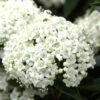Viburnum Tinus, Lorbeer-Schneeball