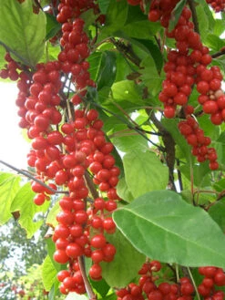 Chinesische Vitalbeere ® Wu Wei Zi -Gartenausstattergeschäft vitalbeere wu wei zi 1280x1280