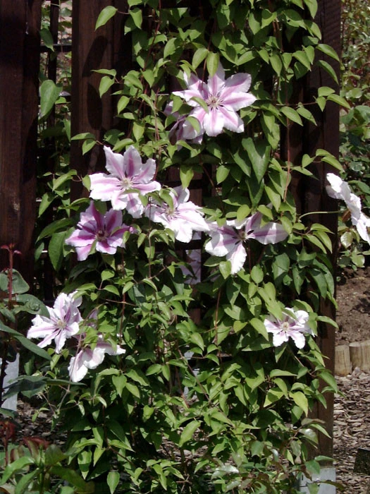 Clematis 'Nelly Moser' Clematis 'Nelly Moser' -Gartenausstattergeschäft waldrebe nelly