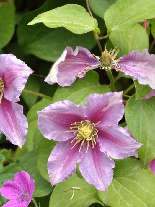 Clematis 'Piilu' Clematis 'Piilu' -Gartenausstattergeschäft waldrebe