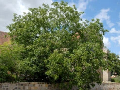 Juglans Regia, Walnuss-Sämling -Gartenausstattergeschäft walnuss juglans regia 1 1280x1280