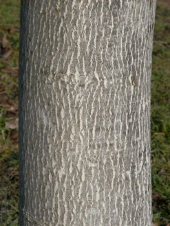 Juglans Regia, Walnuss-Sämling -Gartenausstattergeschäft walnuss juglans regia 3 1280x1280