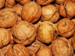 Juglans Regia, Walnuss-Sämling -Gartenausstattergeschäft walnuss juglans regia 4 1280x1280