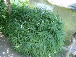 Pleioblastus Viridistriatus 'Vagans' (Sasaella Ramosa), Weichblättriger Zwergbambus -Gartenausstattergeschäft weichblaettriger zwergbambus 1280x1280