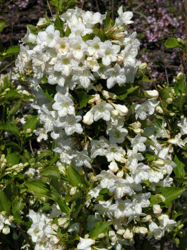 Weigela 'Snowflake', Weigelie Weigela 'Snowflake', Weigelie -Gartenausstattergeschäft weigelie