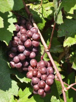 Tafel- Und Weintraube Regent