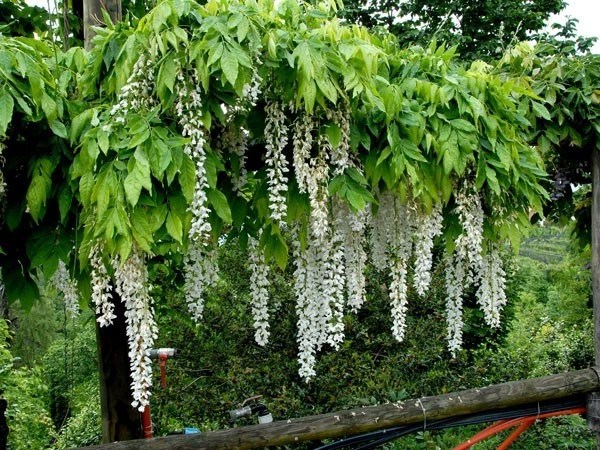Wisteria floribunda 'Longissima Alba', Blauregen Wisteria Floribunda 'Longissima Alba', Blauregen -Gartenausstattergeschäft weisser