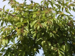 Prunus Subhirtella 'Autumnalis', Schneekirsche 2 Prunus Subhirtella 'Autumnalis', Schneekirsche -Gartenausstattergeschäft winterkirsche blatt 1280x1280