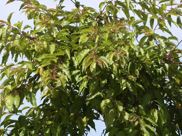 Prunus subhirtella 'Autumnalis', Schneekirsche Prunus Subhirtella 'Autumnalis', Schneekirsche -Gartenausstattergeschäft winterkirsche