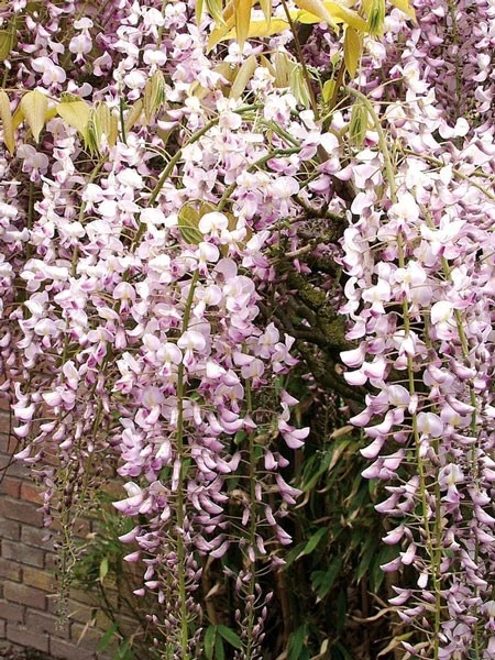 Wisteria floribunda 'Rosea', Blauregen Wisteria Floribunda 'Rosea', Blauregen -Gartenausstattergeschäft wisteria