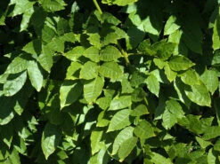 Wisteria Sinensis, Chinesischer Blauregen -Gartenausstattergeschäft wisteria sinensis blatt 1280x1280