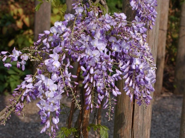 Wisteria sinensis 'Prolific', Blauregen Wisteria Sinensis 'Prolific', Blauregen -Gartenausstattergeschäft wisteria sinensis