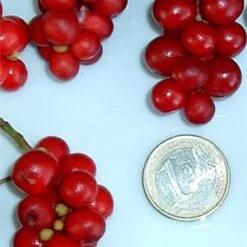 Chinesische Vitalbeere ® Wu Wei Zi -Gartenausstattergeschäft wu wei zie beeren 1280x1280