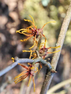 Hamamelis Intermedia 'Aphrodite', Zaubernuss