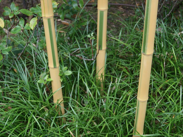 Phyllostachys aureosulcata 'Spectabilis', Zickzack-Bambus Phyllostachys Aureosulcata 'Spectabilis', Zickzack-Bambus -Gartenausstattergeschäft zickzack bambus