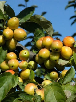 Malus 'Golden Hornet', Gelber Zierapfel
