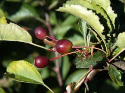 Malus Tina, Zierapfel -Gartenausstattergeschäft zierapfel tina frucht 1280x1280