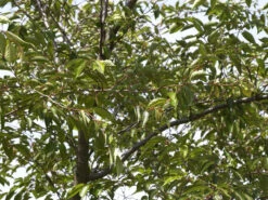 Prunus Subhirtella 'Accolade', Frühe Zierkirsche - Hochstamm -Gartenausstattergeschäft zierkirsche accolade blatt55599f4ab2f30 1280x1280