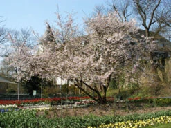 Prunus Subhirtella 'Accolade', Frühe Zierkirsche - Hochstamm -Gartenausstattergeschäft zierkirsche accolade strauc55599f4a90c5b 1280x1280