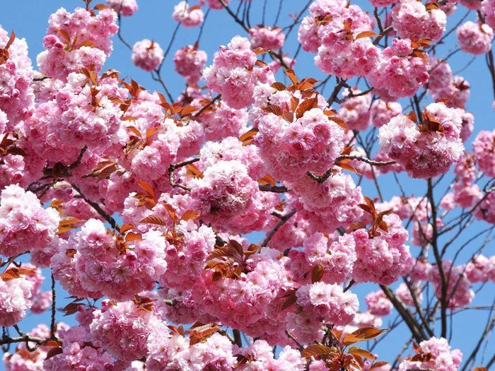 Prunus serrulata 'Kanzan', Nelkenkirsche Prunus Serrulata 'Kanzan', Nelkenkirsche -Gartenausstattergeschäft zierkirsche