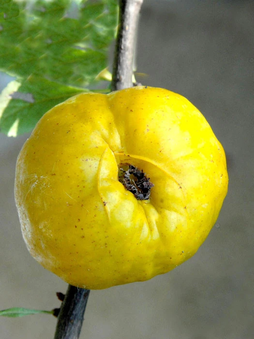 Nordische Zitrone, essbare Zierquitte Nordische Zitrone, Essbare Zierquitte -Gartenausstattergeschäft zierquitte