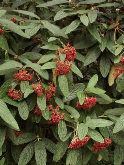 Viburnum Rhytidophyllum, Immergrüner Zungenschneeball -Gartenausstattergeschäft zungenschneeball pflanze 1280x1280