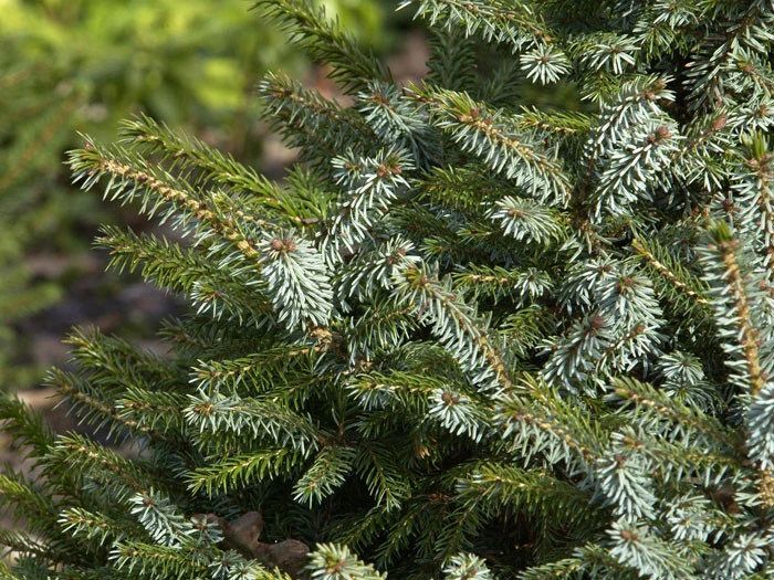 Picea omorika 'Nana', Serbische Kegel-Fichte Picea Omorika 'Nana', Serbische Kegel-Fichte -Gartenausstattergeschäft zwerg