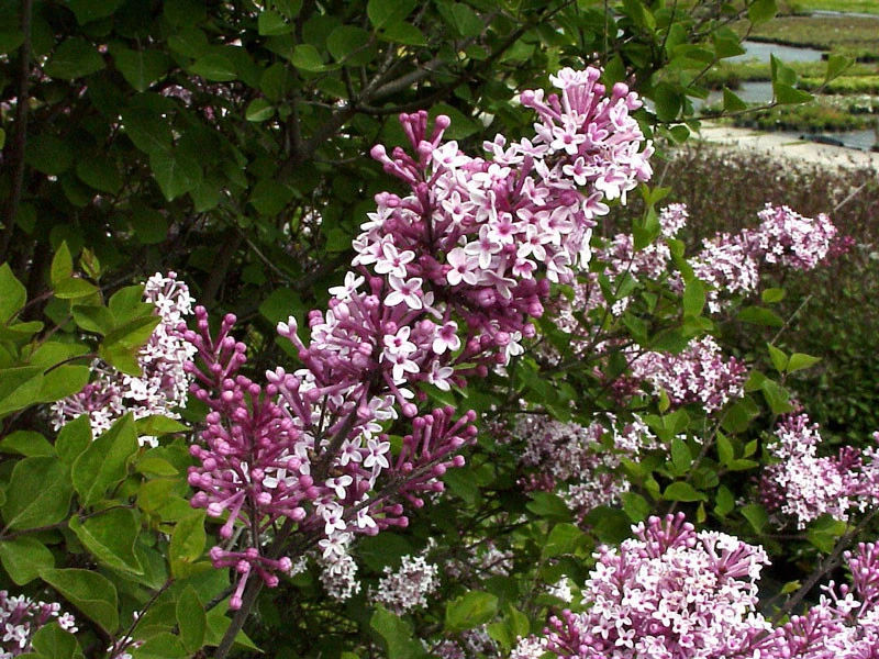 Syringa meyeri 'Josee', Zwergflieder Syringa Meyeri 'Josee', Zwergflieder -Gartenausstattergeschäft zwergflieder josee