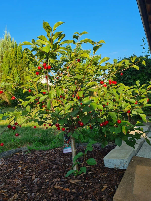 Zwerg-Sauerkirsche 'Griotella', Prunus cerasus 'Griotella' Zwerg-Sauerkirsche 'Griotella', Prunus Cerasus 'Griotella' -Gartenausstattergeschäft zwergkirsche