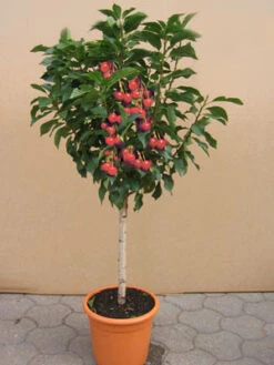 Zwergkirsche 'Piemont' - Prunus Avium 'Piemont'