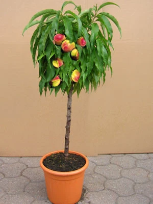 Zwergnektarine, Prunus nuciperisca Zwergnektarine, Prunus Nuciperisca -Gartenausstattergeschäft